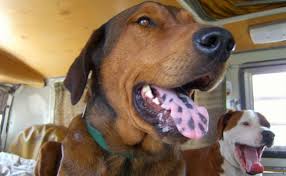 If Your Dog Has Black Spots On Their Tongue They Must Be Part Chow Chow Not Black Mouth Cur Dog Your Dog Dogs