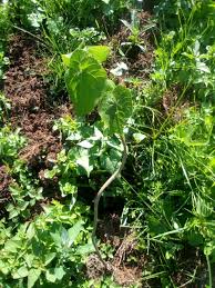 Image result for Dombeya torrida