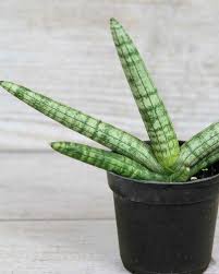 Image result for Sansevieria cylindrica
