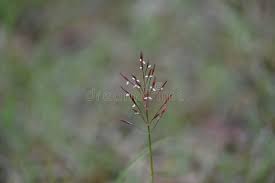 Image result for Chrysopogon