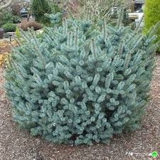 It doesn't have an specific smell. Silver Dwarf Sitka Spruce Picea Sitchensis Silberzwerg Green Fairytale Nursery Farm