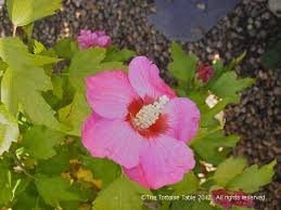 In general plants which grow from bulbs, tubers & corma should be excluded as many although not all, are potentially toxic. Browse And Search The Tortoise Table Plant Database