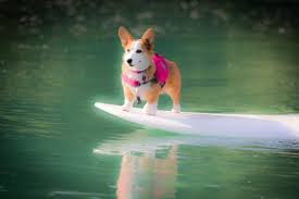 There are all account age and karma minimums to post. Akc Corgi Puppies For Sale In Indiana