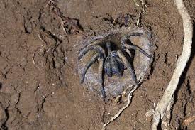 It might surprise you that these arachnids are on the shy side. The Most Poisonous Spider In The World