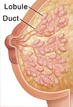 normal breast development and changes johns hopkins medicine