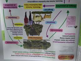 Ekosistem | 2.2 kitar nutrien dalam ekosistem. Tingkatan 2 Bab 2 Brain Genius Mastery Mathematic Facebook