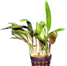 Wenn du schon einmal was von der photosynthese gehört hast, weißt du, dass alle pflanzen und aquarienpflanzen einen gewissen teil an co2 unbedingt benötigen. 1 Topf Cryptocoryne Beckettii Aquariumpflanzen Kaufen