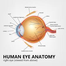 Macula Lutea And Layers Of The Retina Macular Degeneration What Is Aging Eye Anatomy
