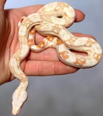 Baby Sharp Albino Colombian Boas For Sale