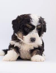 What Is A Black Maltese Brown Maltese Maltese Colors