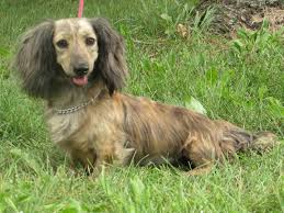 Black And Cream Dapple Dachshund Cream Brindle Silver Dapple Dachshund Dapple Dachshund Miniature Dachshunds