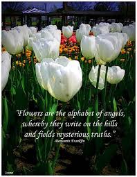 Tulip Quotes Google Search Tulips Quotes Inspiring Quotes About Life Life Quotes