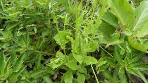 Image result for Crassocephalum rubens