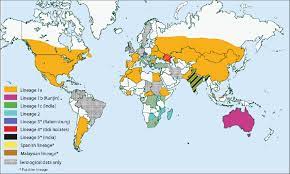 Most people infected with the virus, around 80 per cent, show no symptoms at all. Worldwide Distribution Of West Nile Virus Download Scientific Diagram