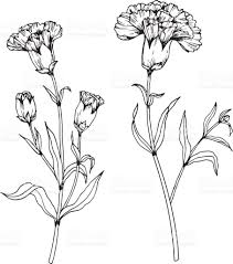 Black And White Orange Blossom Clip Art Image Result For Drawings Of Carnations In Black And White Carnation Drawing Flower Drawing Flower Line Drawings
