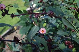 Florida is filled with an abundance of native plants with roots, stems, leaves, flowers, fruit, and seeds that can provide tasty and nutritious food for people. Red Roselle Hibiscus The Florida Cranberry Edible Tampa Bay