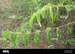 Image result for Kirkia