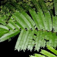 Image result for Newtonia buchananii