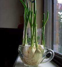 How To Grow Your Own Garlic Chives On Simple Daily Recipes Growing Vegetables Plants Growing Garlic