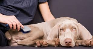 (1) there are several potential causes of skin ulcers in dogs. Skin Ulcers And Draining Lesions In Dogs Petcoach