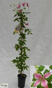 Ломонос группа texensis group1 сорт: Clematis Texensis Duchess Of Albany Bohlje Pflanzenhandel Gmbh