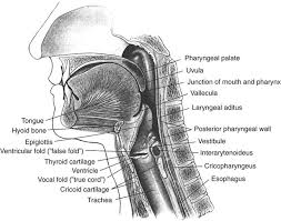 Image result for Swallowing