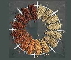 What Is The Agtron Gourmet Color Scale By Scaa