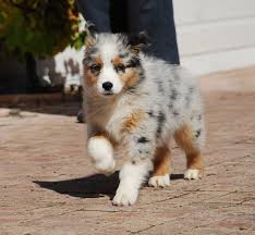 C'est un chien jovial, chaleureux et très dynamique. Berger Australien Miniature Berger D Amerique Du Nord Les Avis Et Les Photos Des Internautes Les Avis Choisir Son Chien