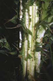 Image result for Carduus nyassanus