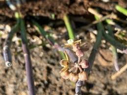 Image result for Cynanchum orangeanum