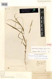 Image result for Ancylobothrys scandens