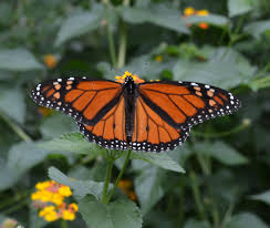 Feed The Monarchs You Can Grow That Monarch Butterfly Garden Milkweed Monarch Butterfly