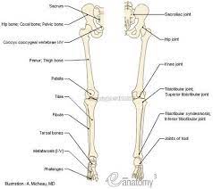 Its lower end helps create the knee joint. Lower Leg Bones Anatomy Anatomy Drawing Diagram
