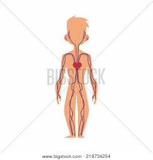 Anatomy Chart Human Vector Photo Free Trial Bigstock