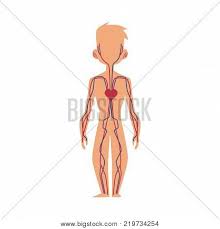 anatomy chart human vector photo free trial bigstock