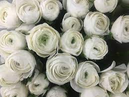 Maybe you would like to learn more about one of these? Flowers In Season February The Flower Hub