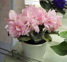 как ухаживать за герберой в горшке в домашних условиях Deo Koroleva Elizaveta Afrikanskaya Fialka Senpoliya Komnatnye Cvety