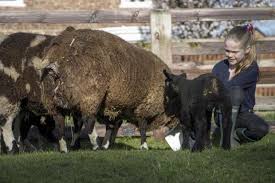 Three-year-old Oliver springs into action to deliver lambs