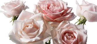 Explore our collection of long lasting flowers & long life bouquets with free delivery as standard. Luxury Roses Delivery Elegant Long Lasting Flowerbx Uk