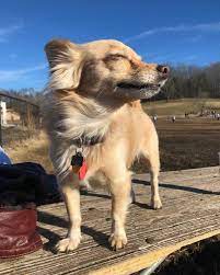 A papillon mixed with a smooth coat chihuahua could have a coat of any length although it will probably taco the chion chihuahua papillon mix breed dog at 11 months old and a whopping 6 lbs. The Papillon Chihuahua Mix Your Top 5 Questions Answered Animalso