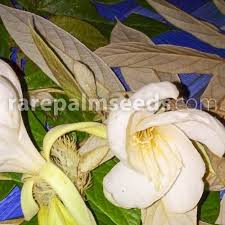 Image result for Pterospermum