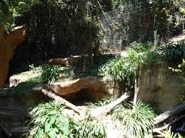 san diego zoo malayan tiger exhibit san diego zoo gallery san diego zoo zoo malayan tiger