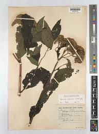 Image result for Bothriocline