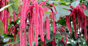Plants like caladiums and creeping jenny will thrive in the shade, and they&rsquo;ll also add great color and movement to your planters. Chenille Plant Care Growing The Red Hot Cat Tails Acalphya Plant
