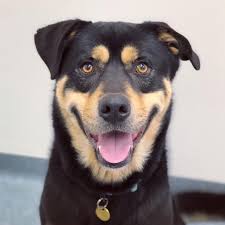 A rotterweiler husky is a mix between a rottweiler and a siberian husky. Fang Large Male Rottweiler X Siberian Husky Mix Dog In Vic Petrescue