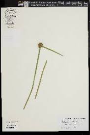 Image result for Schoenoplectiella mucronata