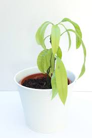 Dried mango leaf powder completely inhibited sprouting of purple nutsedge tubers. Diy Mangopflanze Ziehen Eine Anleitung Yeah Handmade