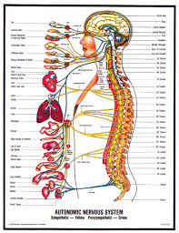 progressive chiropractic how chiropractic works in gilbert