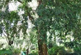 Image result for Syzygium owariense