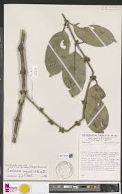 Image result for Cassipourea